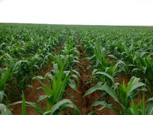 1276 ha Farm in Vrede