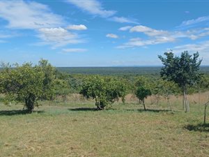 Game Farm in Dinokeng