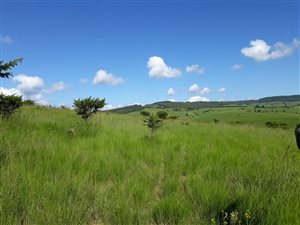 80.9 ha Farm in Ixopo