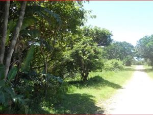3177 m² Land available in Palm Beach