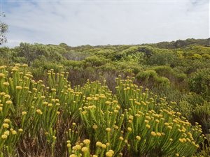 640 m² Land available in Struisbaai
