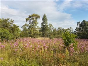 5047 m² Land available in Zwavelpoort
