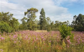 5047 m² Land available in Zwavelpoort