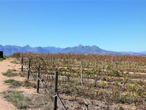 13.7 ha Farm in Stellenbosch Agricultural