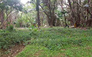 1880 m² Land available in Hibberdene