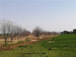 29 ha Farm in Hartswater