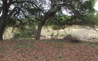 2.8 ha Land available in Zandspruit Bush and Aero Estate