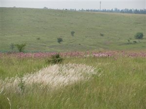 5 ha Land available in Mooiplaats AH