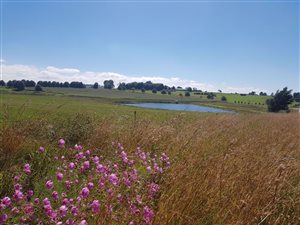 96.5 ha Farm in Mooi River