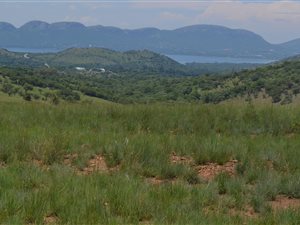 32 ha Farm in Broederstroom