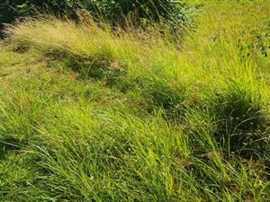 1116 m² Land available in Mt Edgecombe