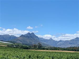 38 ha Farm in Stellenbosch Agricultural