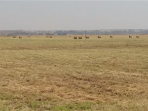 512 ha Farm in Boskop