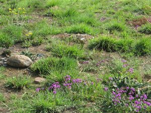 2855 m² Land available in Lydenburg