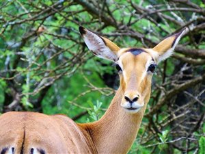 21.4 ha Land available in Dinokeng