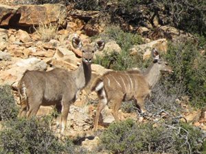 303 ha Farm in Willowmore