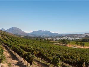 4.8 ha Farm in Stellenbosch Agricultural