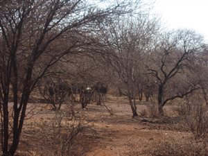 5.2 ha Land available in Northam