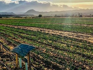 80 ha Farm in Calitzdorp