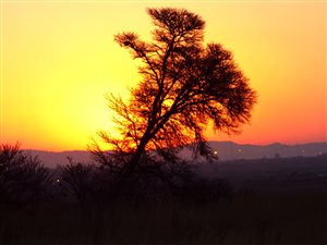 37.2 ha Farm in Boksburg East