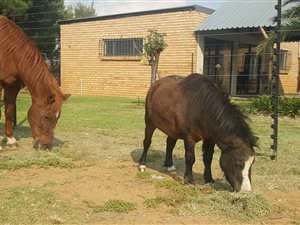 2.6 ha Farm in Valtaki
