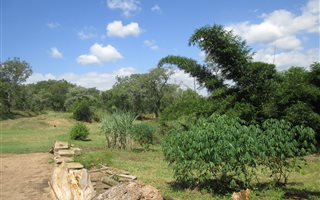 25 ha Farm in Karino