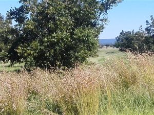 538 ha Farm in Jan Kempdorp