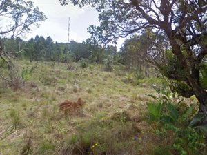 1880 m² Land available in Palm Beach