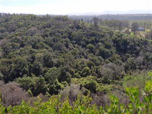5 ha Farm in Plettenberg Bay