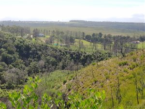 5 ha Farm in Plettenberg Bay