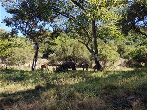 1429 m² Land available in Heidelberg Kloof Estate