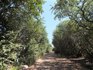 2.2 ha Smallholding in Laezonia