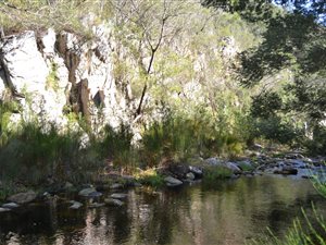 173 ha Farm in Riversdale