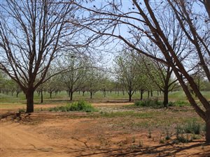 35 ha Farm in Hartswater