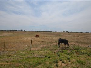 250 ha Land available in Bloemfontein Rural