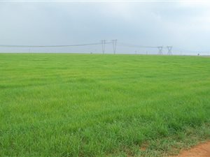 193 ha Land available in Bapsfontein
