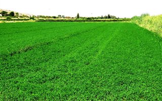 36 ha Farm in Upington