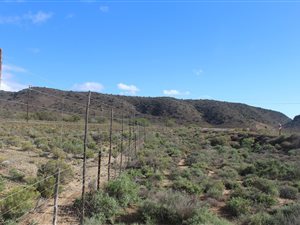 1155 ha Farm in Albertinia