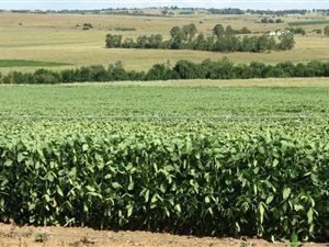 304.4 ha Farm in Carolina
