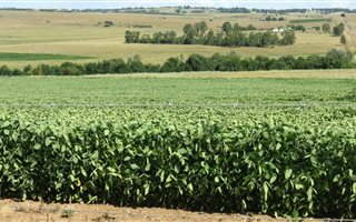 304.4 ha Farm in Carolina