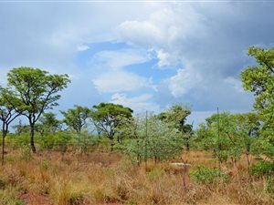 351 ha Farm in Vaalwater