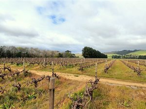 7 ha Farm in Stellenbosch Agricultural