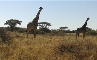 2550 ha in Boshof