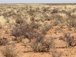 4702 ha Farm in Kenhardt