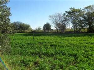 11 ha Farm in Swartruggens