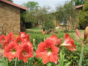 1 Bed Apartment in Lambton