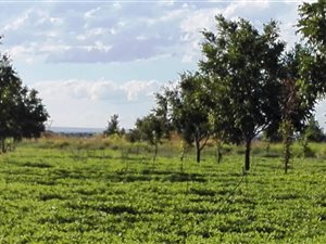 43.2 ha Farm in Jan Kempdorp