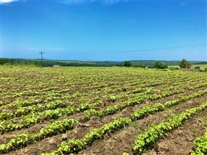 Farm in Stanger Central