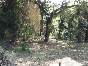 6556 m² Land available in Sea Park