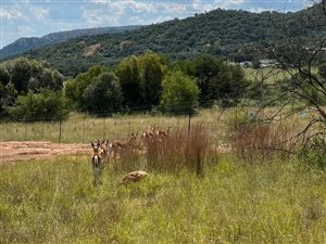 1.4 ha Land available in Parys
